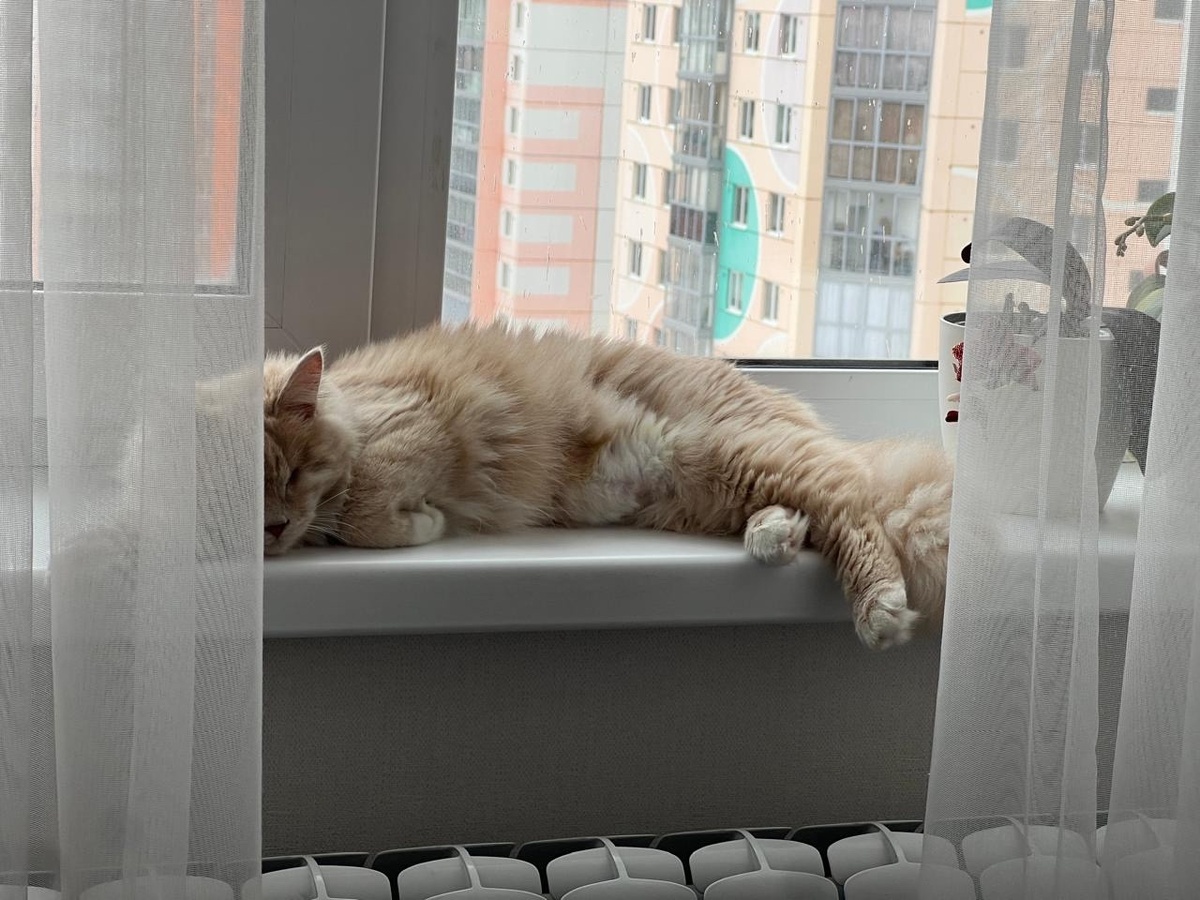 Лапочка дома