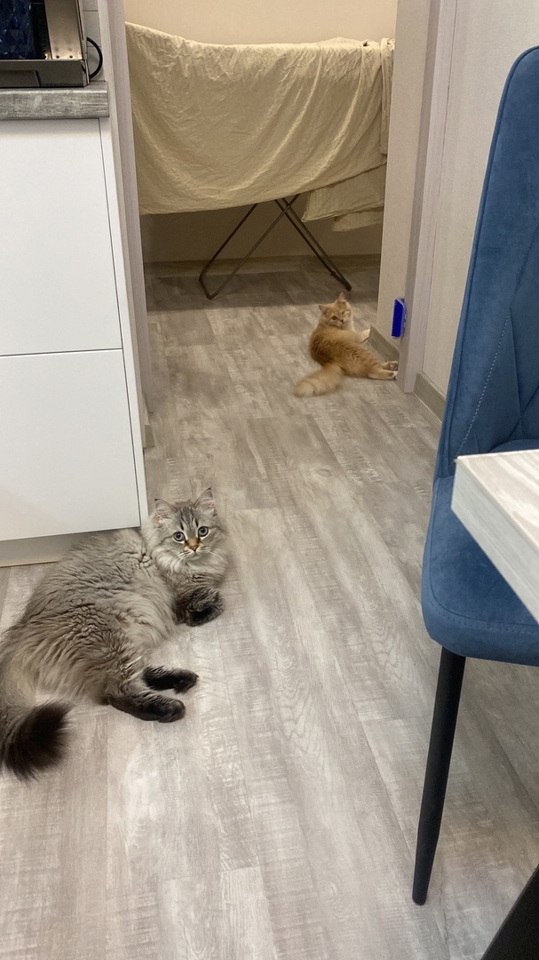 Лапочка с новым другом