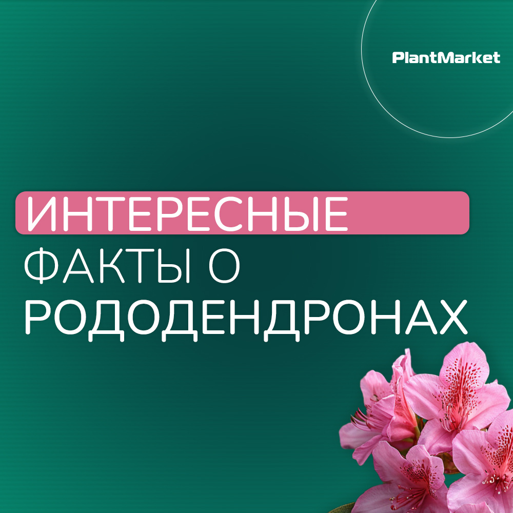 https://t.me/plantmarket_russia/1554?single