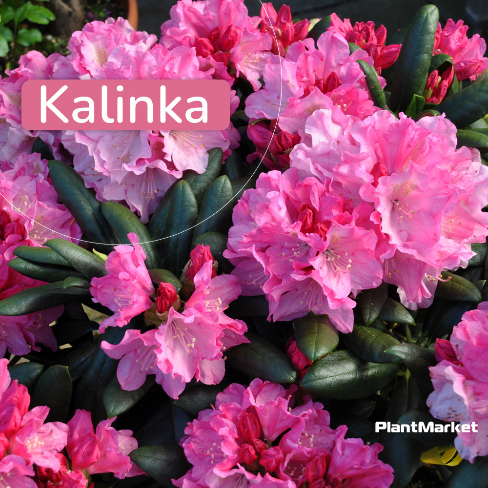 Rhododendron yakushimanum Kalinka 