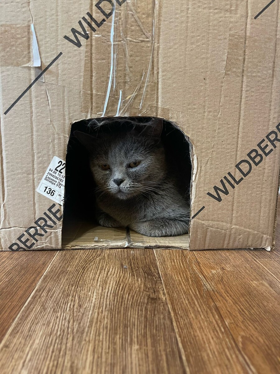 Домик сконструировала для Муси 😁 Муся оценила.