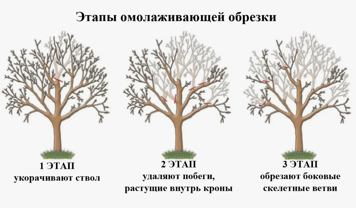 Обрезки яблонь весной