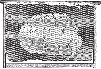 Расплод хорошей матки