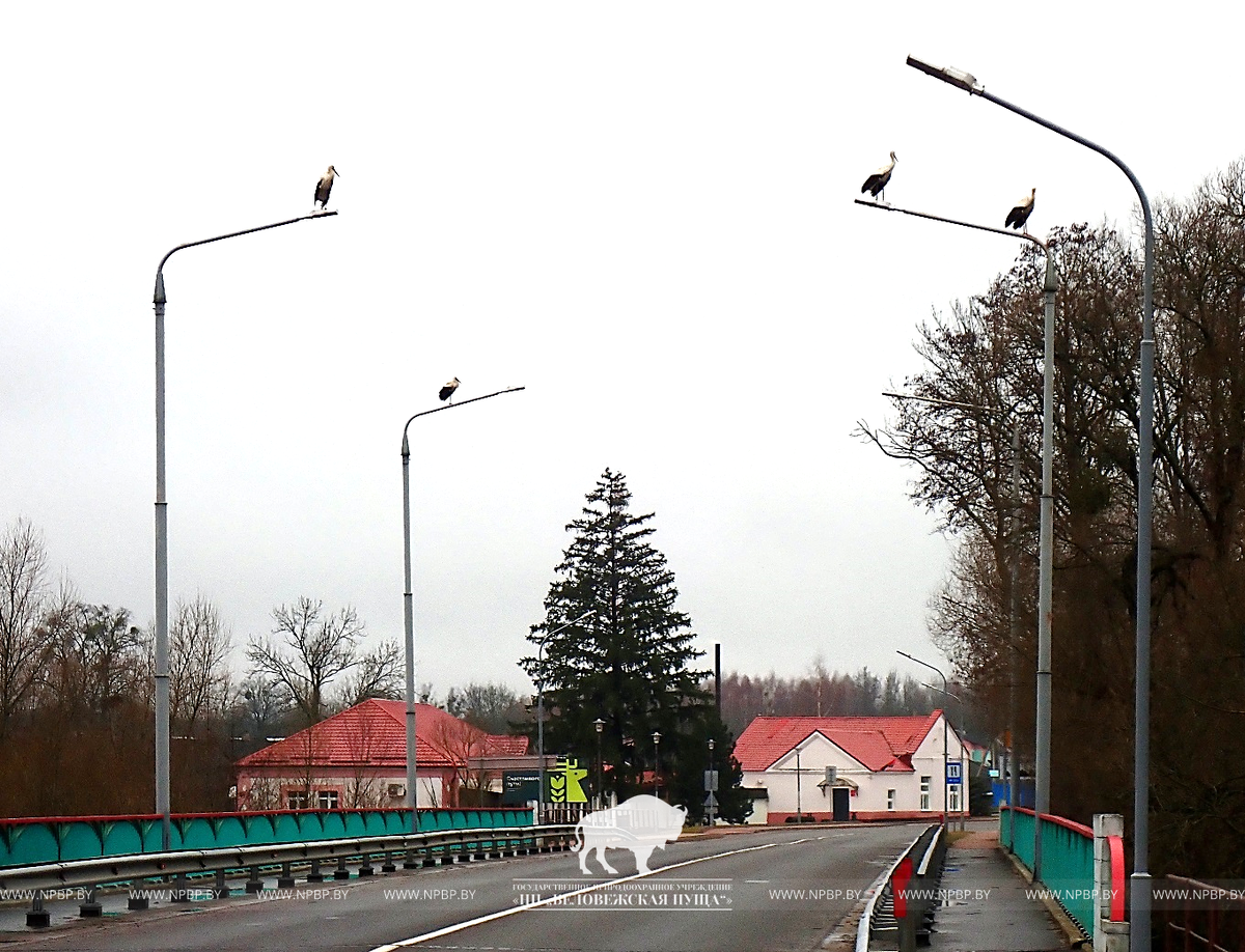 Фото: нацпарк "Беловежская пуща"
