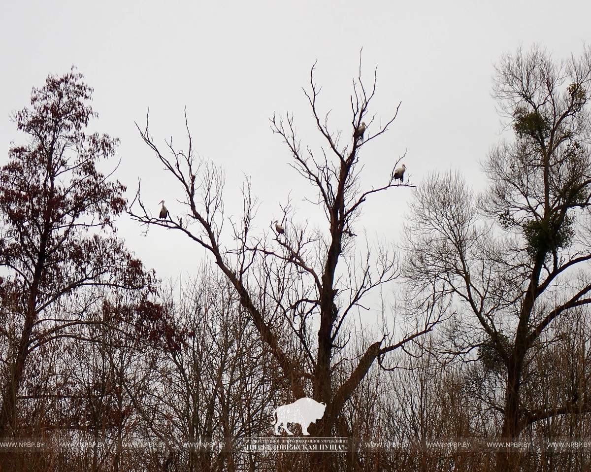 Фото: нацпарк "Беловежская пуща"