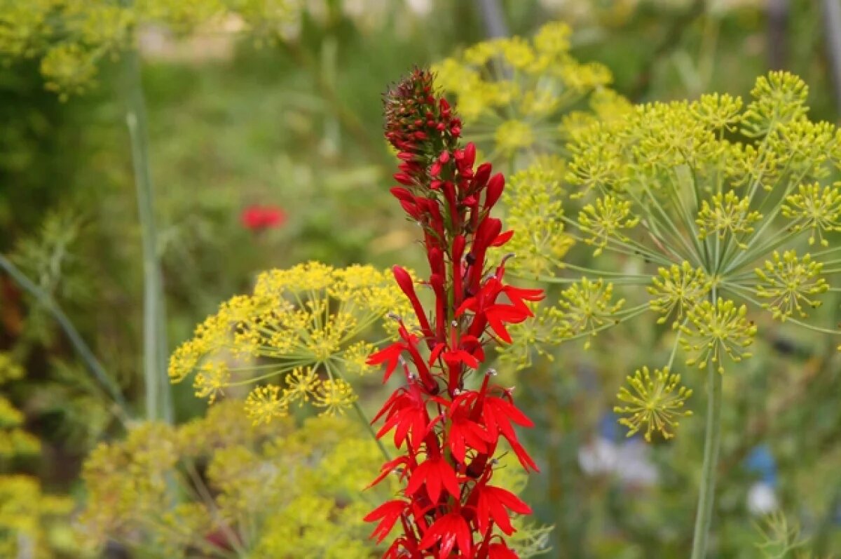    Как вырастить ранний укроп, рассказали волгоградцам