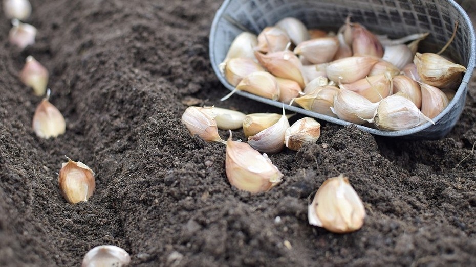 Можно ли посадить озимый чеснок весной: советы и способы подготовки посадочного материала
