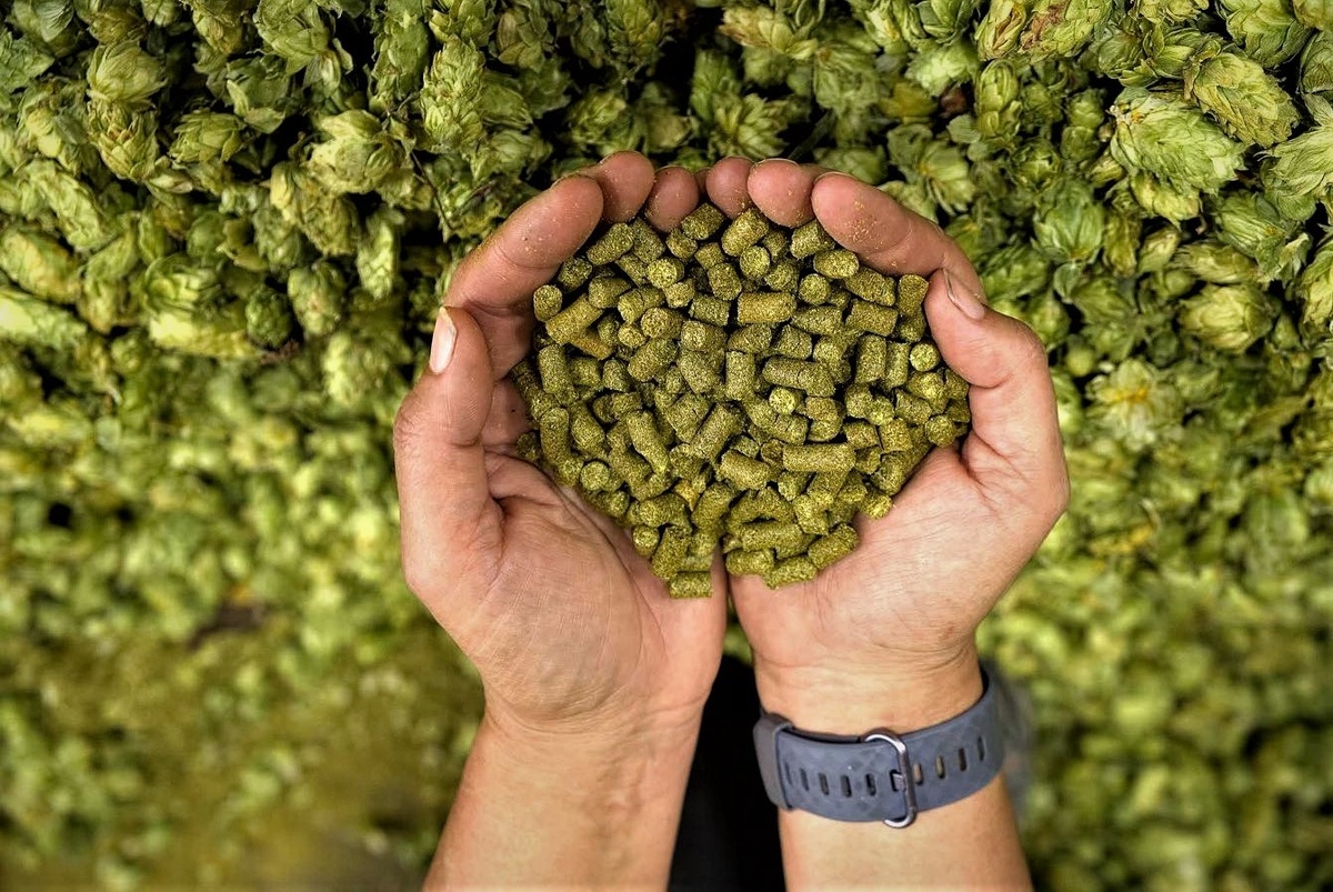 Гранулированный хмель