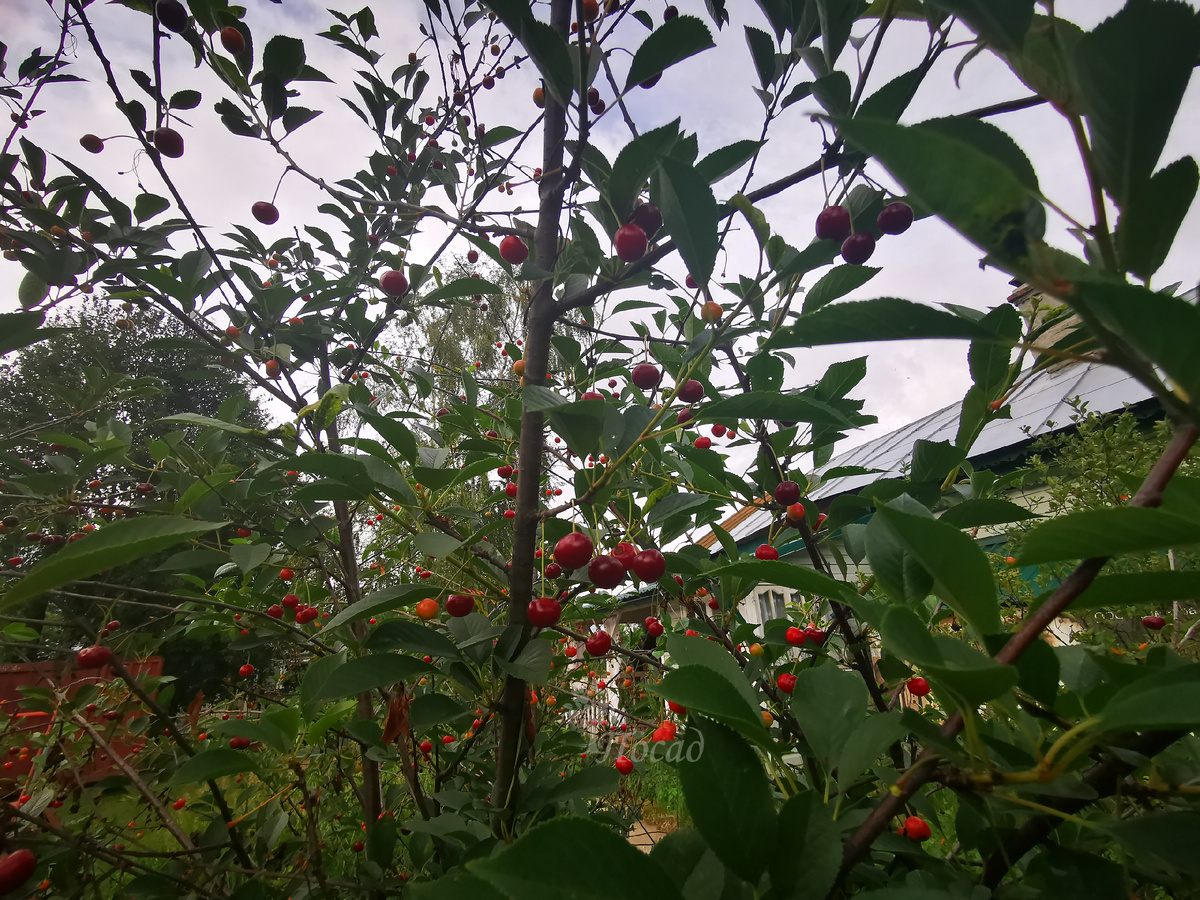 Урожай с наших молоденьких вишенок.