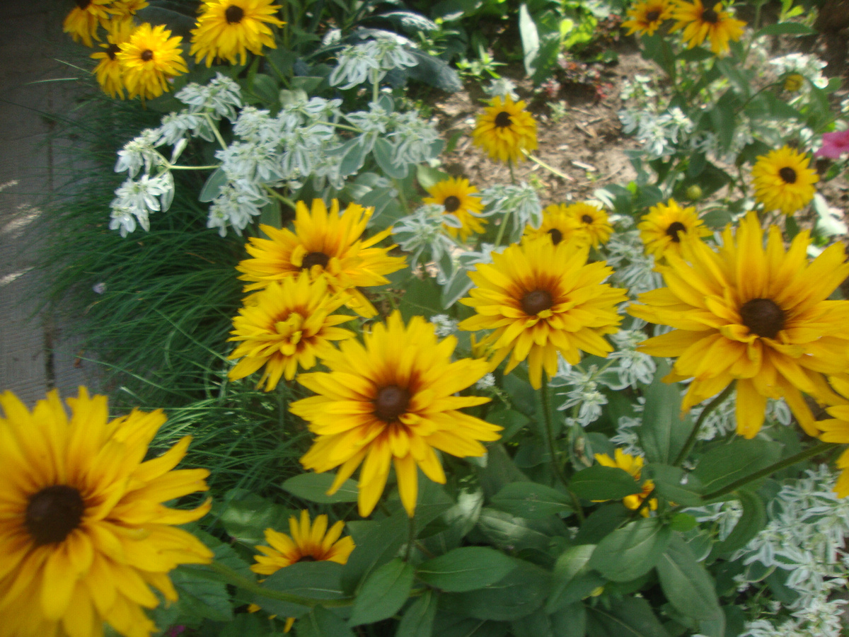 Рудбекии, какой только нет