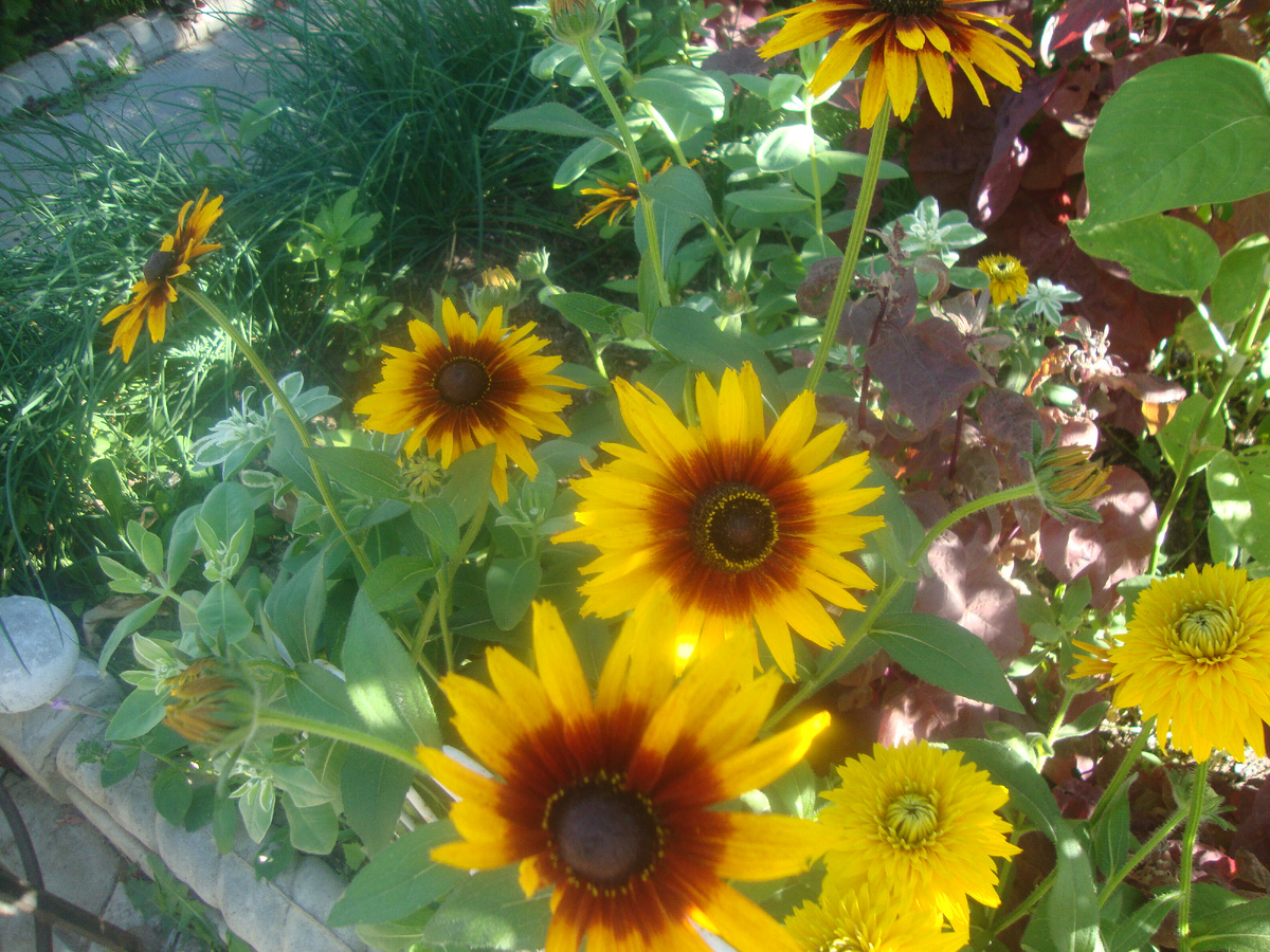 зато цветут до морозов