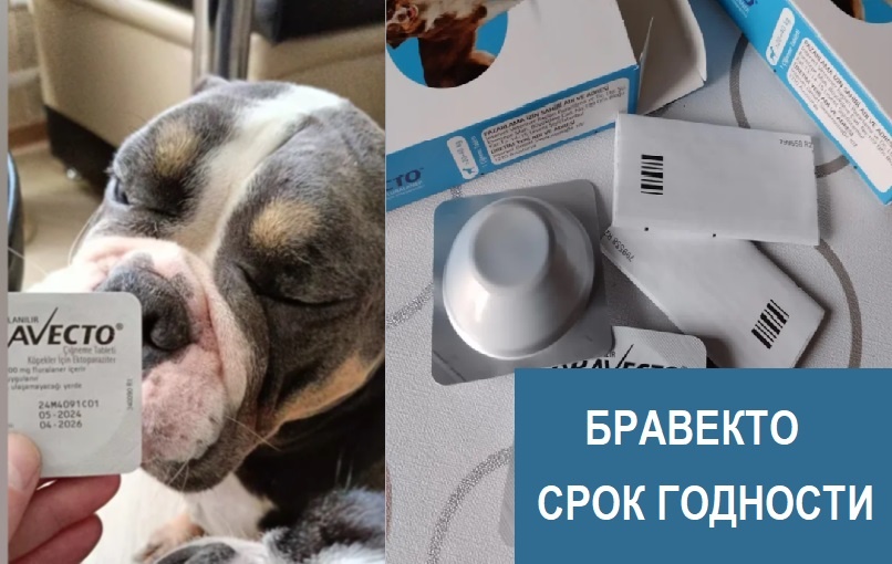 Бравекто срок годности и ее использование