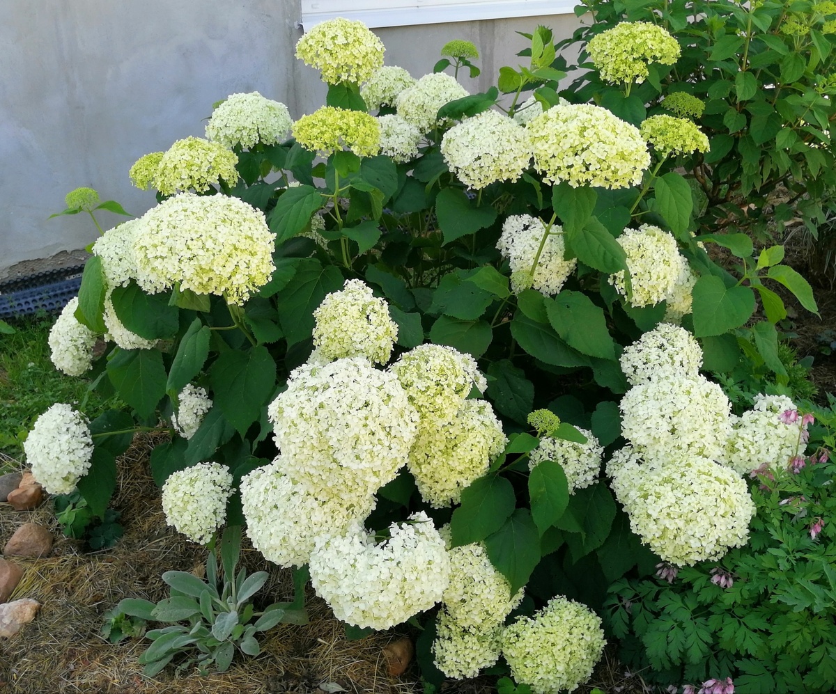 Гортензия 'Аннабель' уже перенесена осенью. 