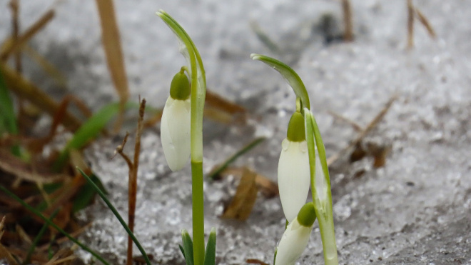Фото: музей-заповедник "Парк Монрепо"