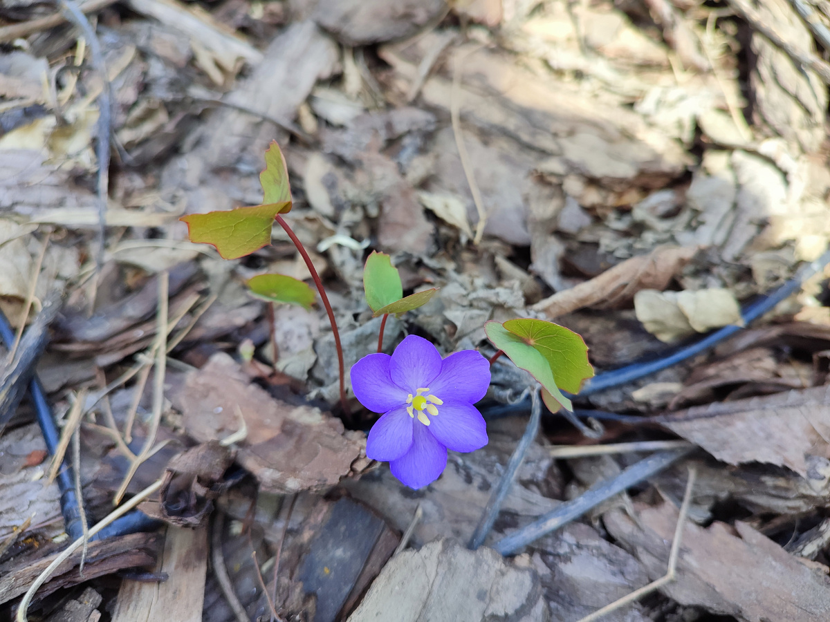 Джефферсония сомнительная