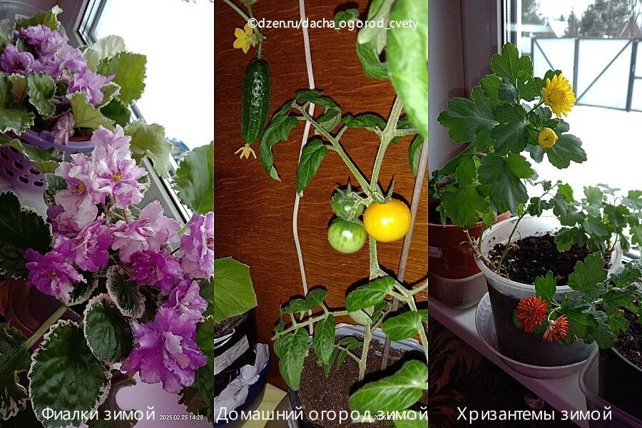 Цветы и овощные культуры дома, которые периодически проходили обработку Превикуром Энерджи в зимнее время.