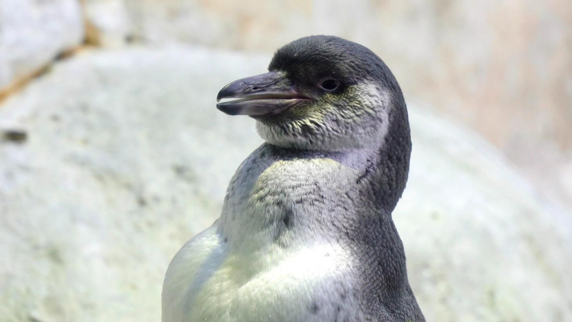    Пресс-служба Департамента культуры города Москвы