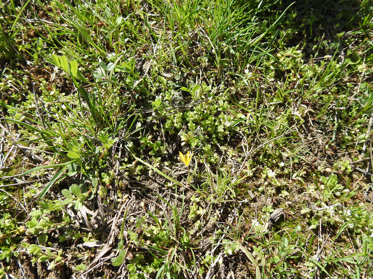 Маленький желтый цветочек, гусиный лук!