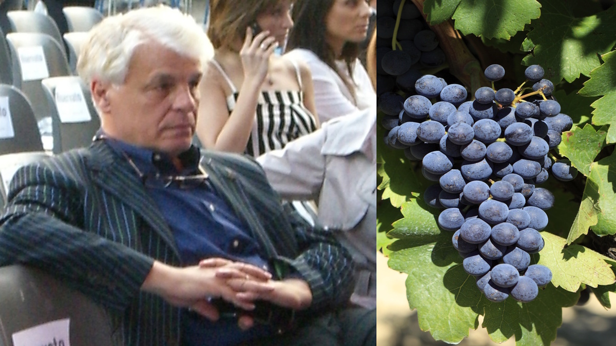 Итальянский актер Микеле Плачидо. Источники  изображения: Elena Torre from Viareggio, Italia, CC BY-SA 2.0 <https://creativecommons.org/licenses/by-sa/2.0>, через Викисклад;  Гроздь винограда. Источник изображения: <a href="https://ru.freepik.com/free-photo/red-wine-grapes_1064948.htm#fromView=search&page=1&position=43&uuid=ff80ba4e-bfb7-49b4-9f14-da596159b7d0&query=%D0%B2%D0%B8%D0%BD%D0%BE%D0%B3%D1%80%D0%B0%D0%B4%D0%BD%D0%B8%D0%BA">Изображение от kstudio на Freepik</a>