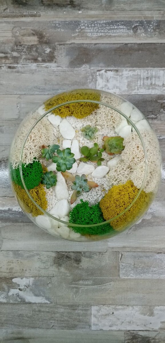 Посадила малышей с учётом дальнейшего роста. 