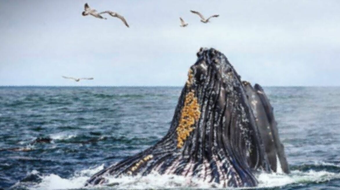 Горбатый кит - вид морских млекопитающих семейства полосатиковых китов парвотряда усатых китов. Единственный современный вид рода горбатых китов.