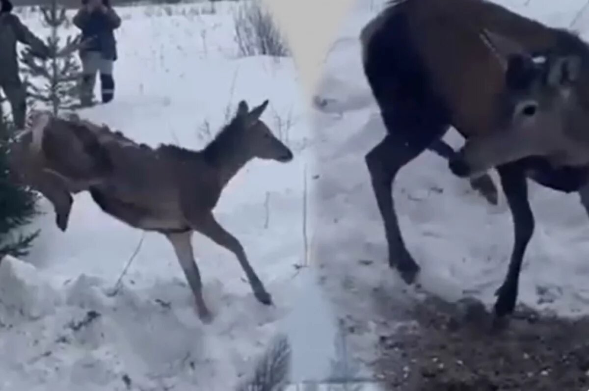    В общей сложности в регион привезли животных – восемь самок и семь самцов