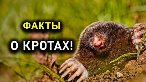 Всем привет.