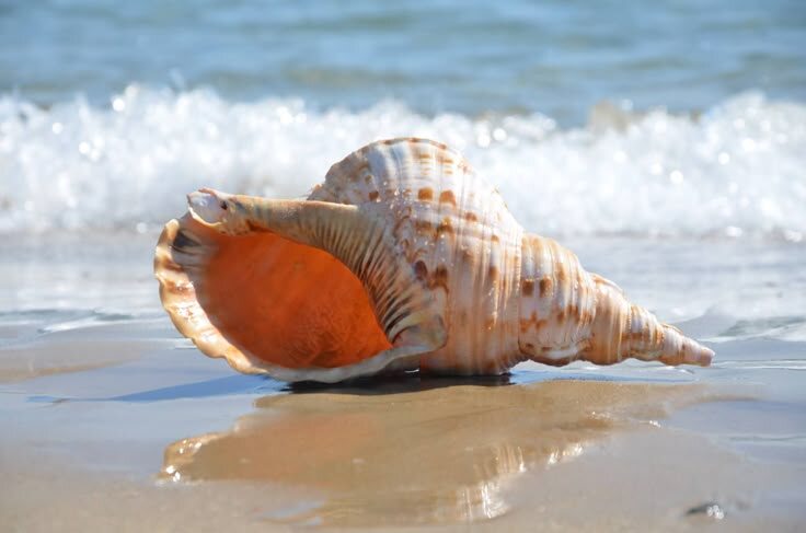 Шум волн или кровь в ушах? Что на самом деле мы слышим в раковине