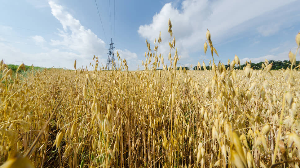 Татарстан впервые экспортирует партию овса в Китай.📷Фото: Олег Харсеев / Коммерсантъ