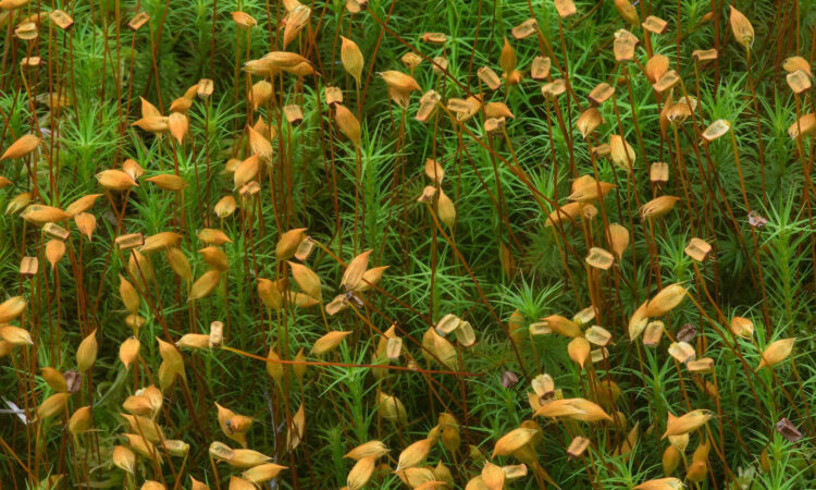 Кукушкин лён (Polytrichum commune)  📷
