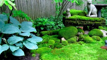 Zen Image