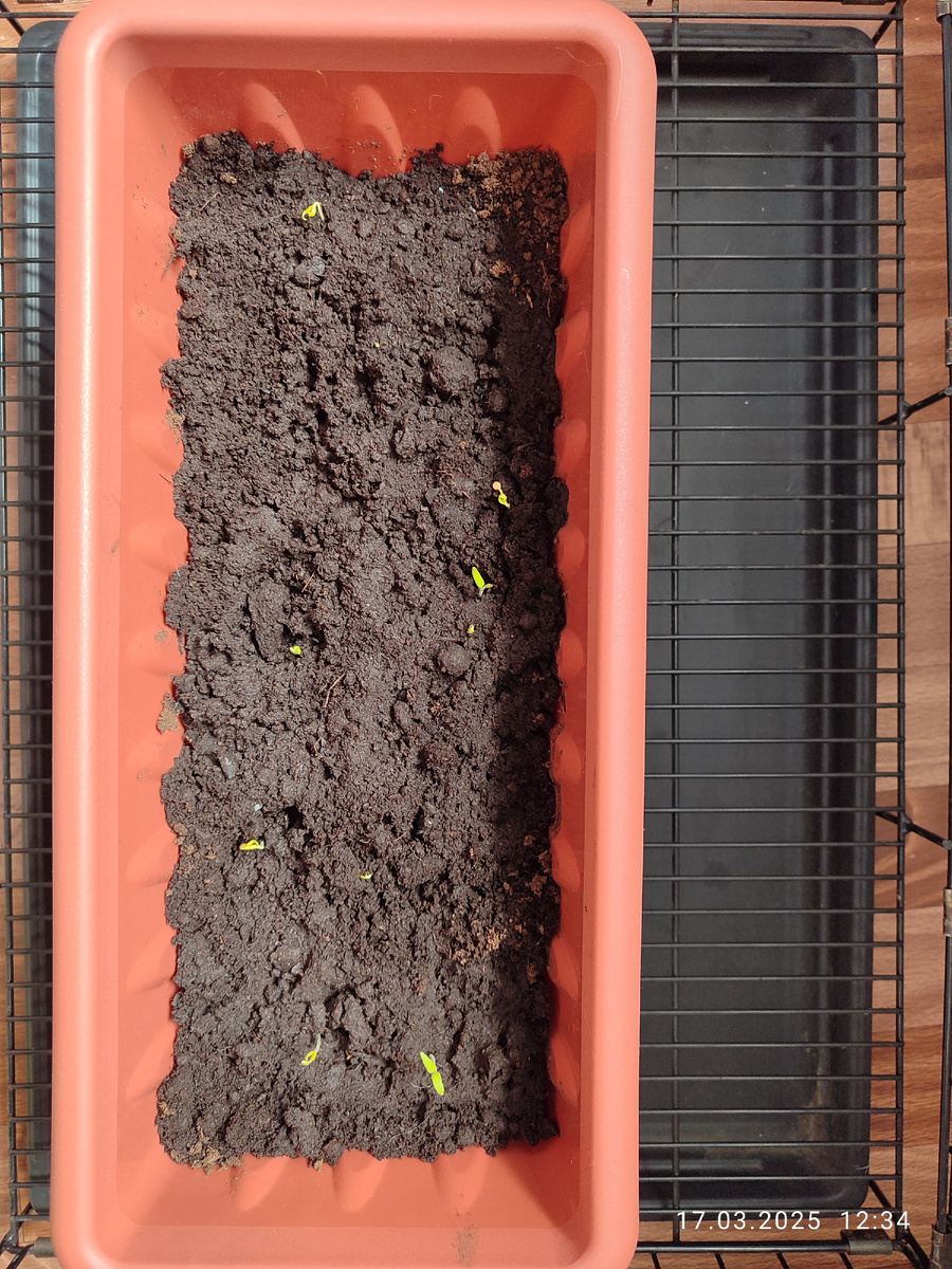 Девять баклажанов