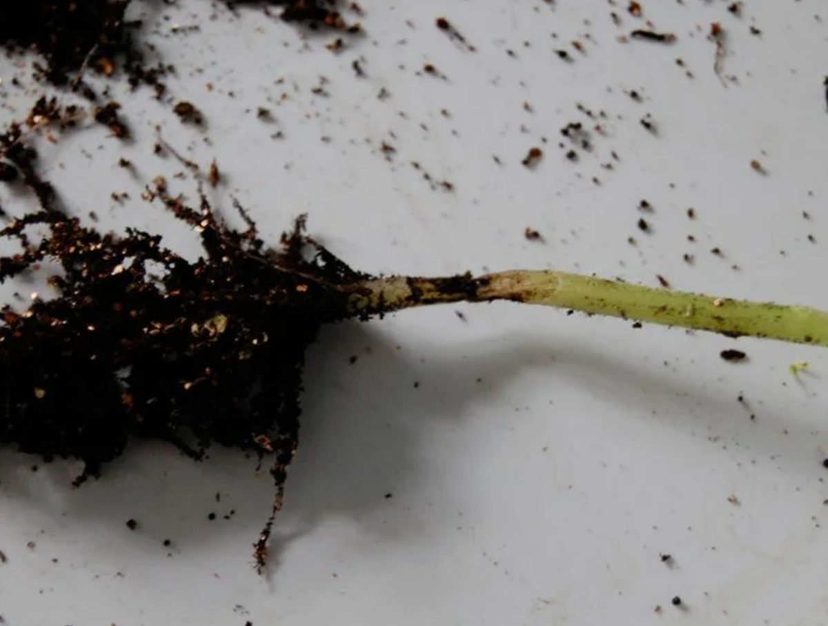 Источник фото: pinterest.com