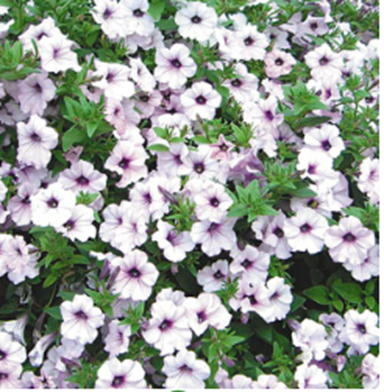 Тайдал Вейв Silver