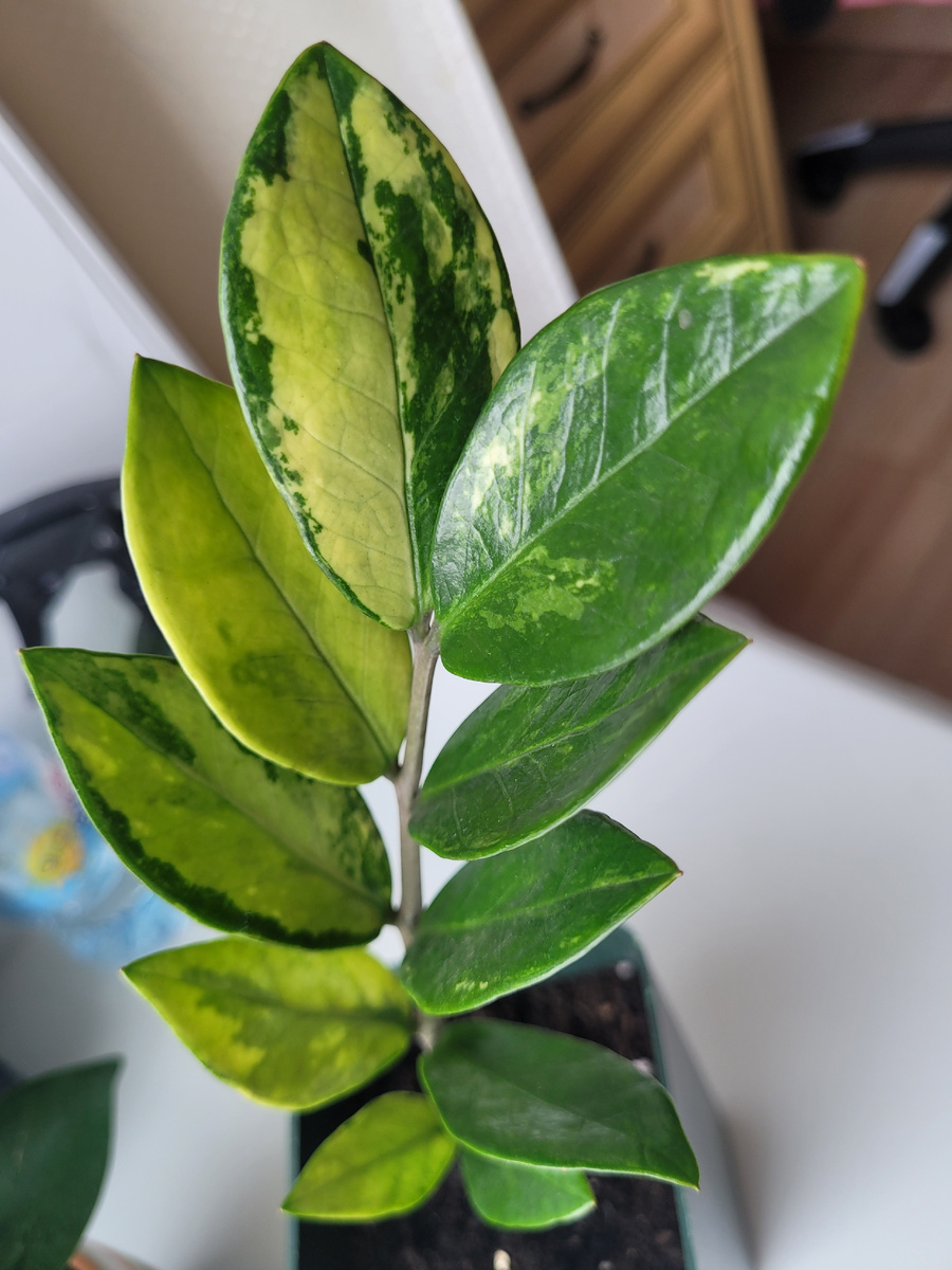 Веточка замиокулькаса вариегатного 🌿 