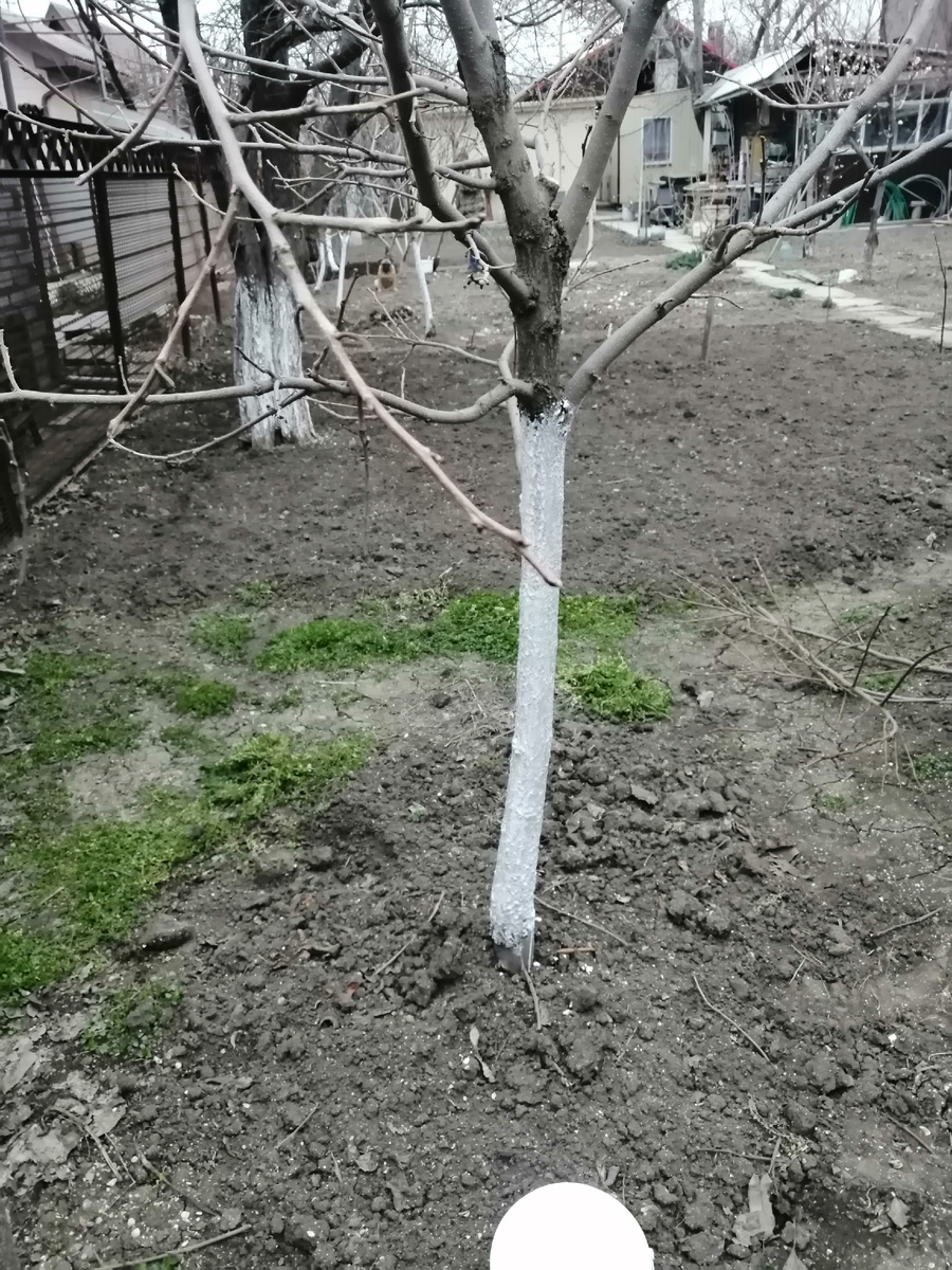 Деревья побелила.