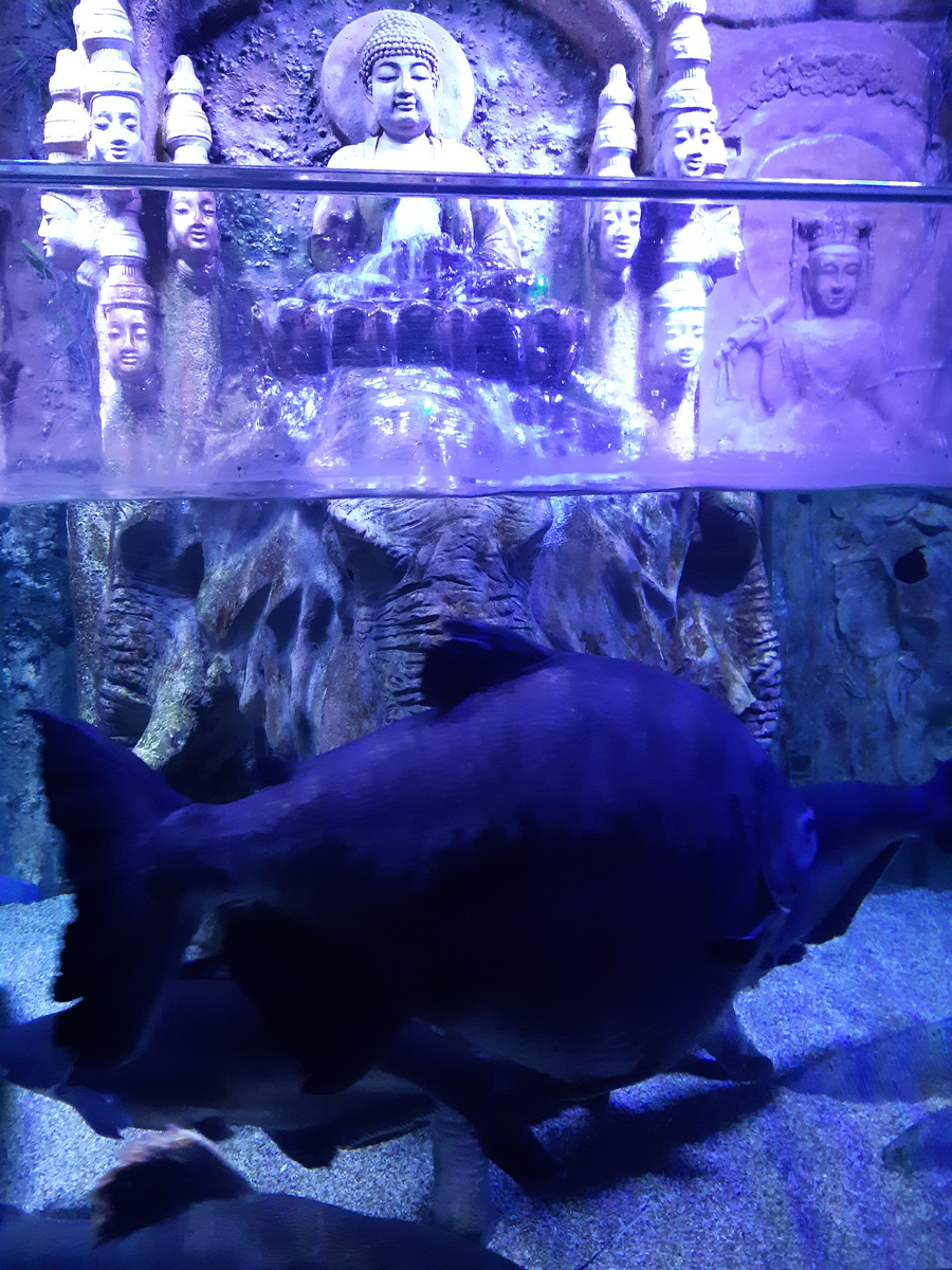 Из личного архива (мы думаем, что это рыба, потому что научены и привыкли так думать)