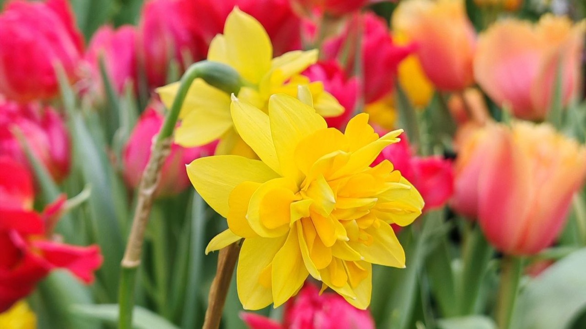 Аптекарский огород, Репетиция весны 2025 (г. Москва, Проспект мира)