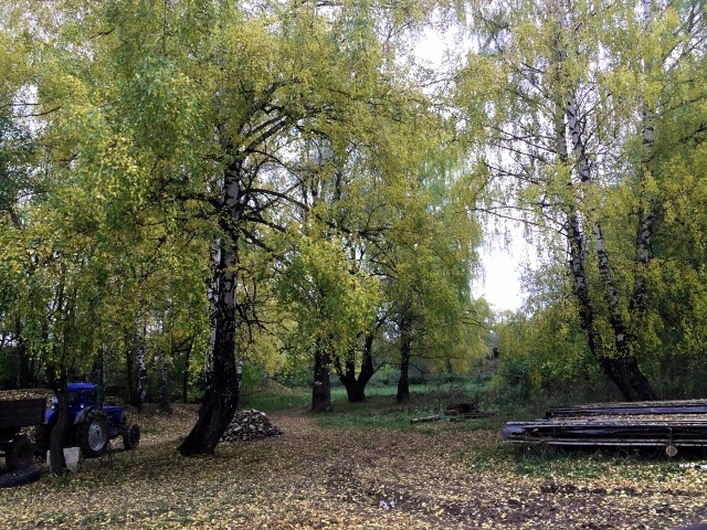 Старые берёзы. Колхозный парк на левобережной стороне р. Вятка. Фото Сунгатуллиной Д.