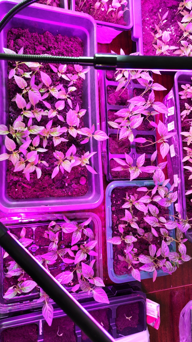 Перчики прямо хорошие уже