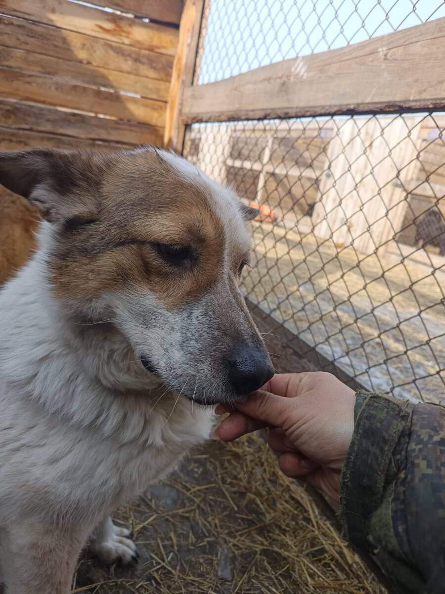 Уна, найденная на берегу реки с отрубленными лапами.