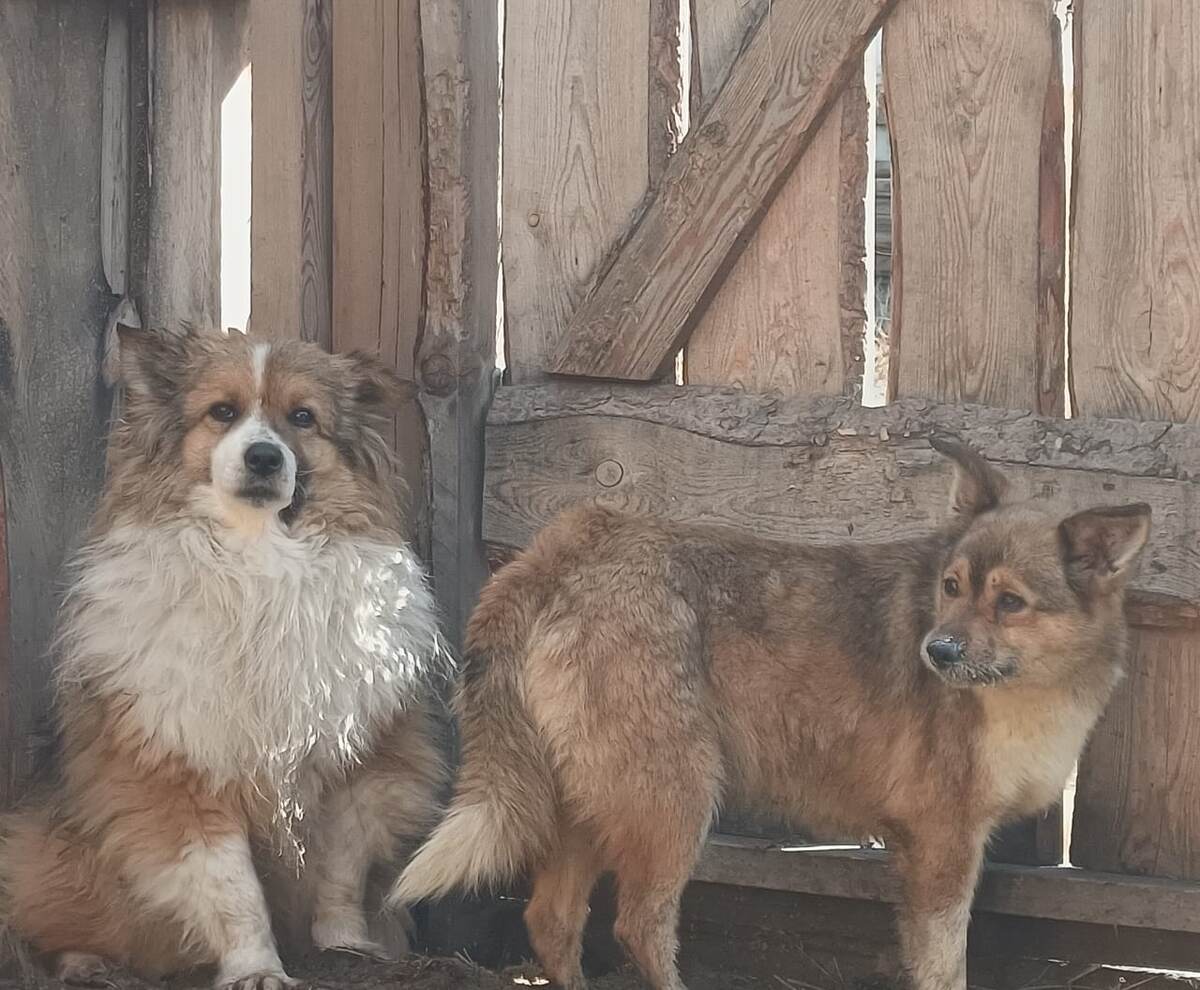 Аврора, найденная с оторванным языком.