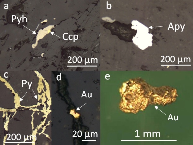 Компоненты руды из Кондуякского золоторудного месторождения: Pyh — пирротин; Apy — арсенопирит; Py — пирит; Au — самородное золото. Источник: Elena Shaparenko et al. / Minerals, 2025