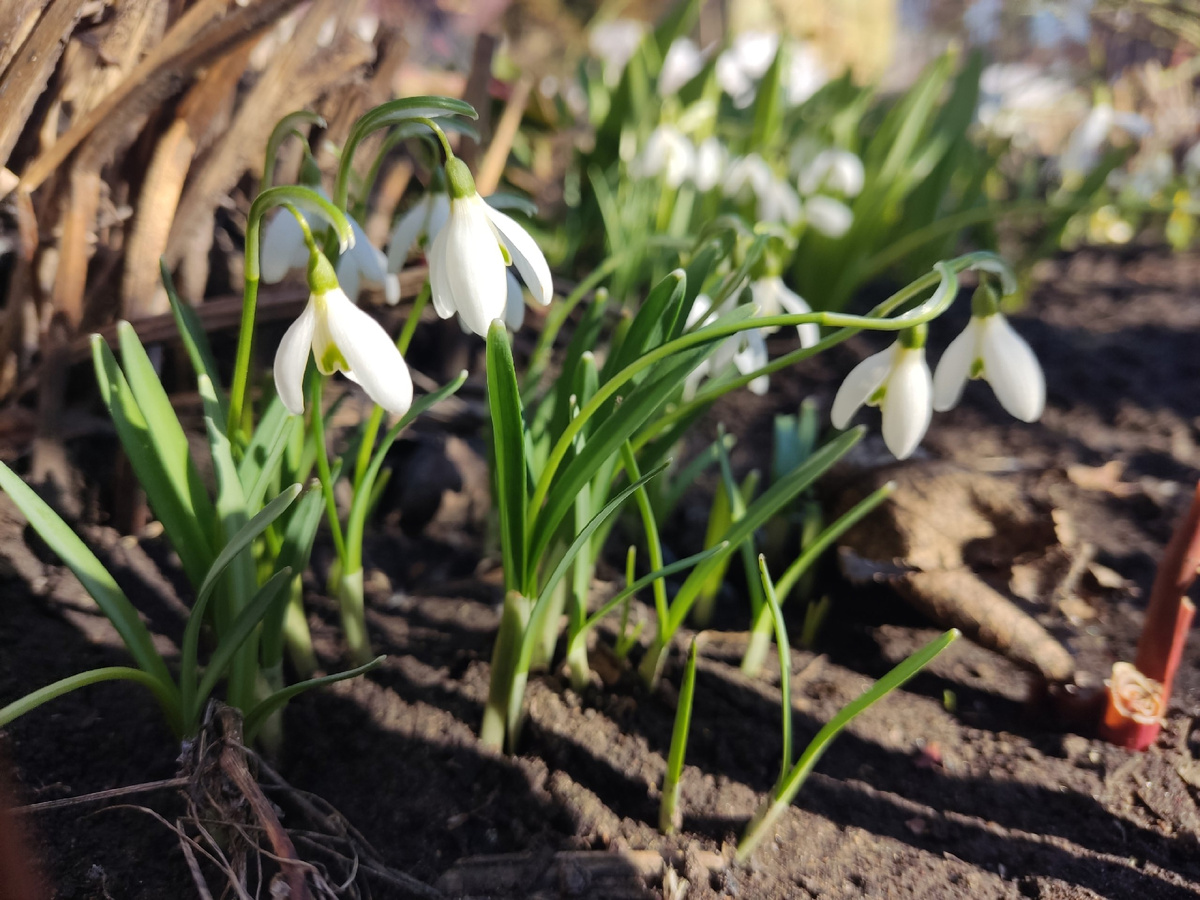 Пенсия - это шанс быть при саде с самой ранней весны и видеть первые цветы