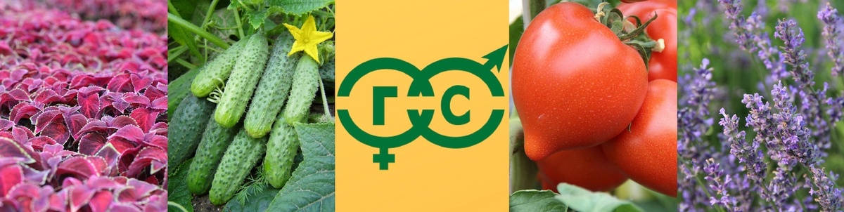 Гавриш vs СеДек