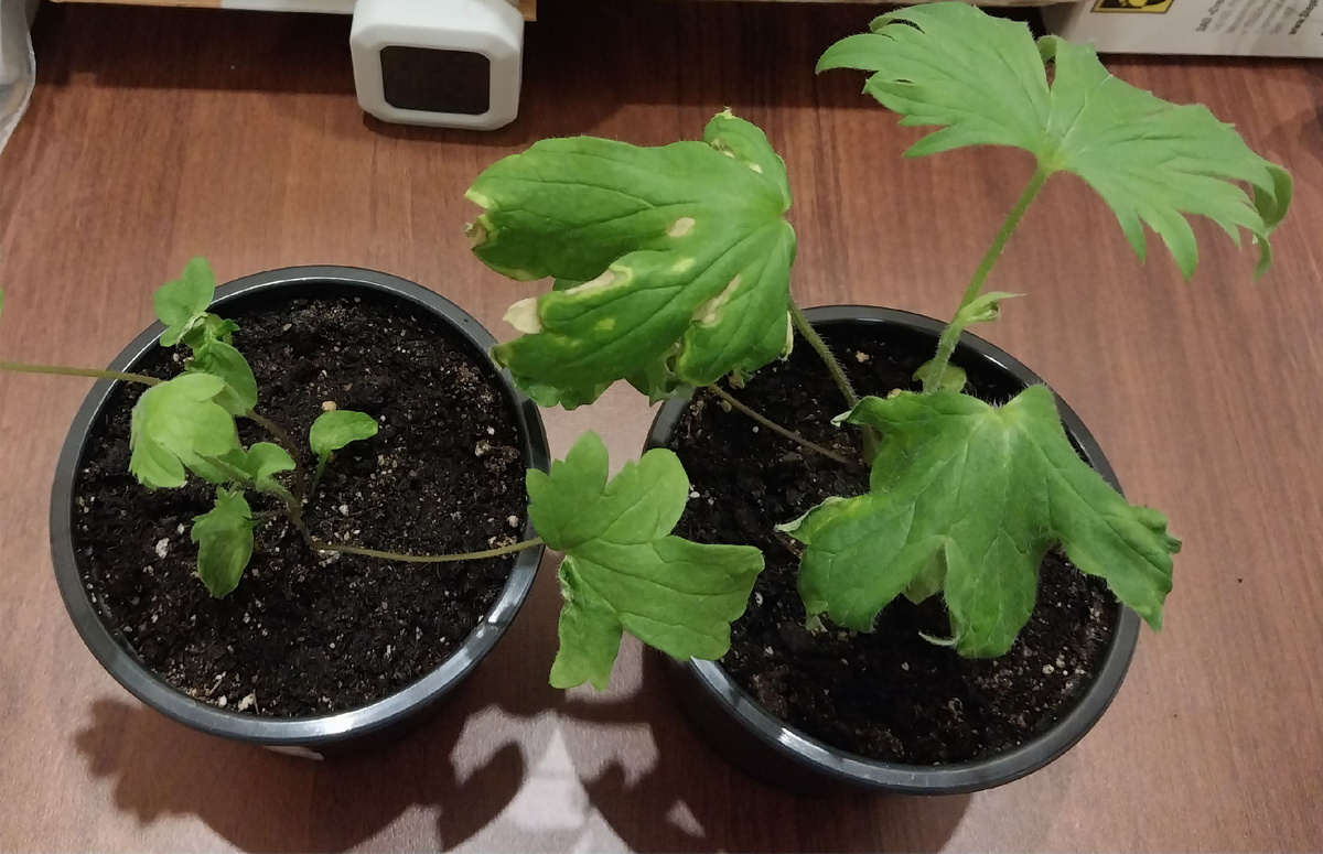 Мои "болеющие" растишки дельфиниума