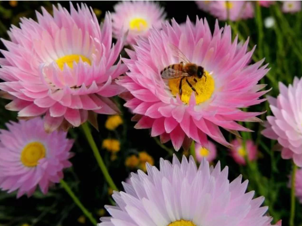 Акроклинум Виртуоз семейства Астровые. Скрин фото автора