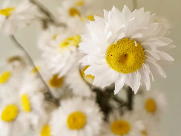 Акроклинум в букете сухоцвет. Картинка из свободного доступа