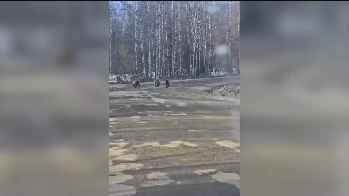    В Башкортостане засняли семейство косолапых