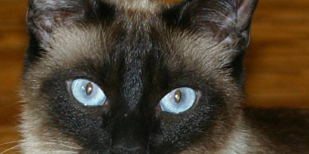 Сиамская кошка поменяла цвет? Вот почему это происходит